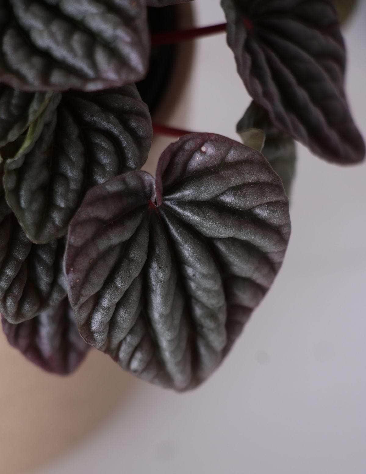 Peperômia Caperata Peperômia