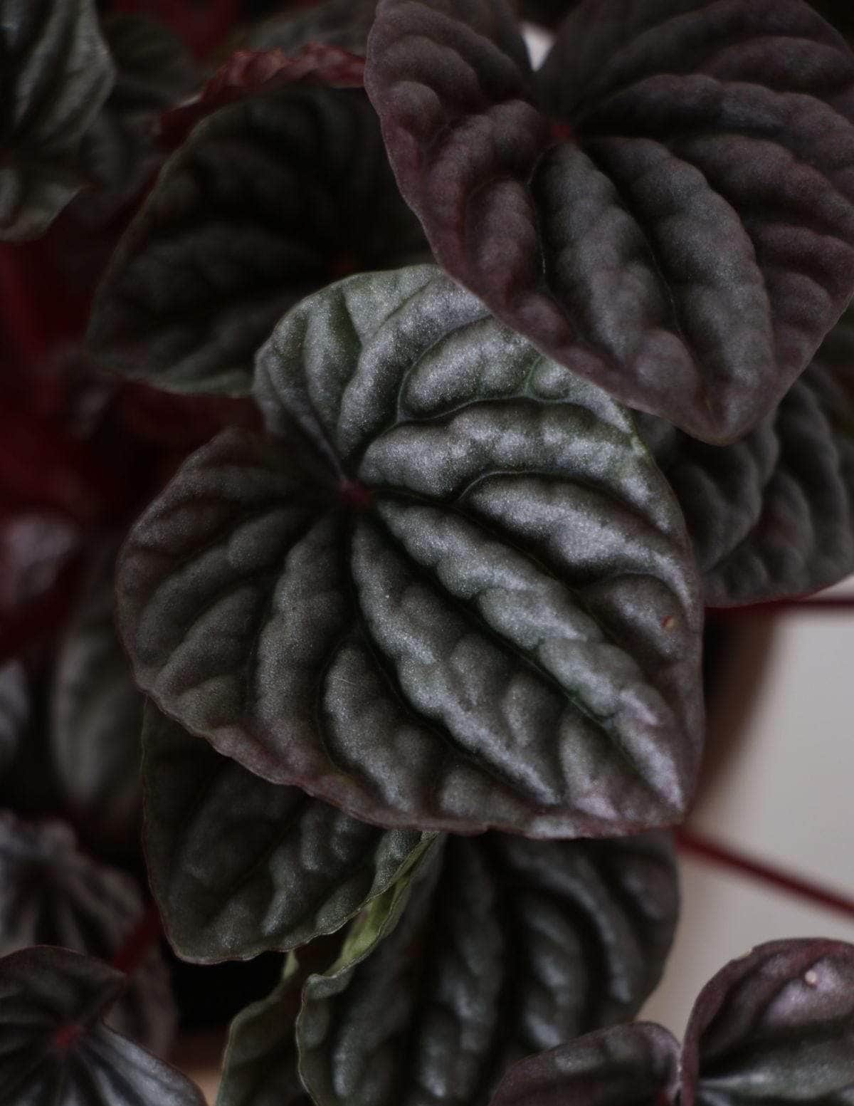 Peperômia Caperata Peperômia