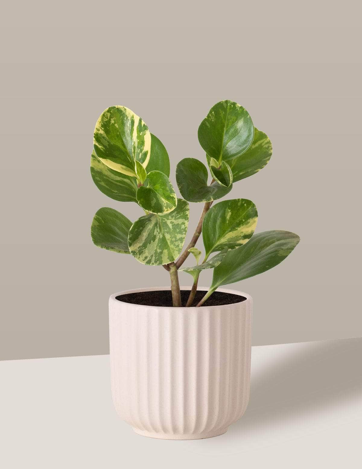 Peperômia USA Peperômia brasileirinha Oslo Cachepô / Pequeno / Creme Vaso Cachepot Pote Ceramica / p8 p9 p10 p11 p12 / Planta Viva Nordic Green