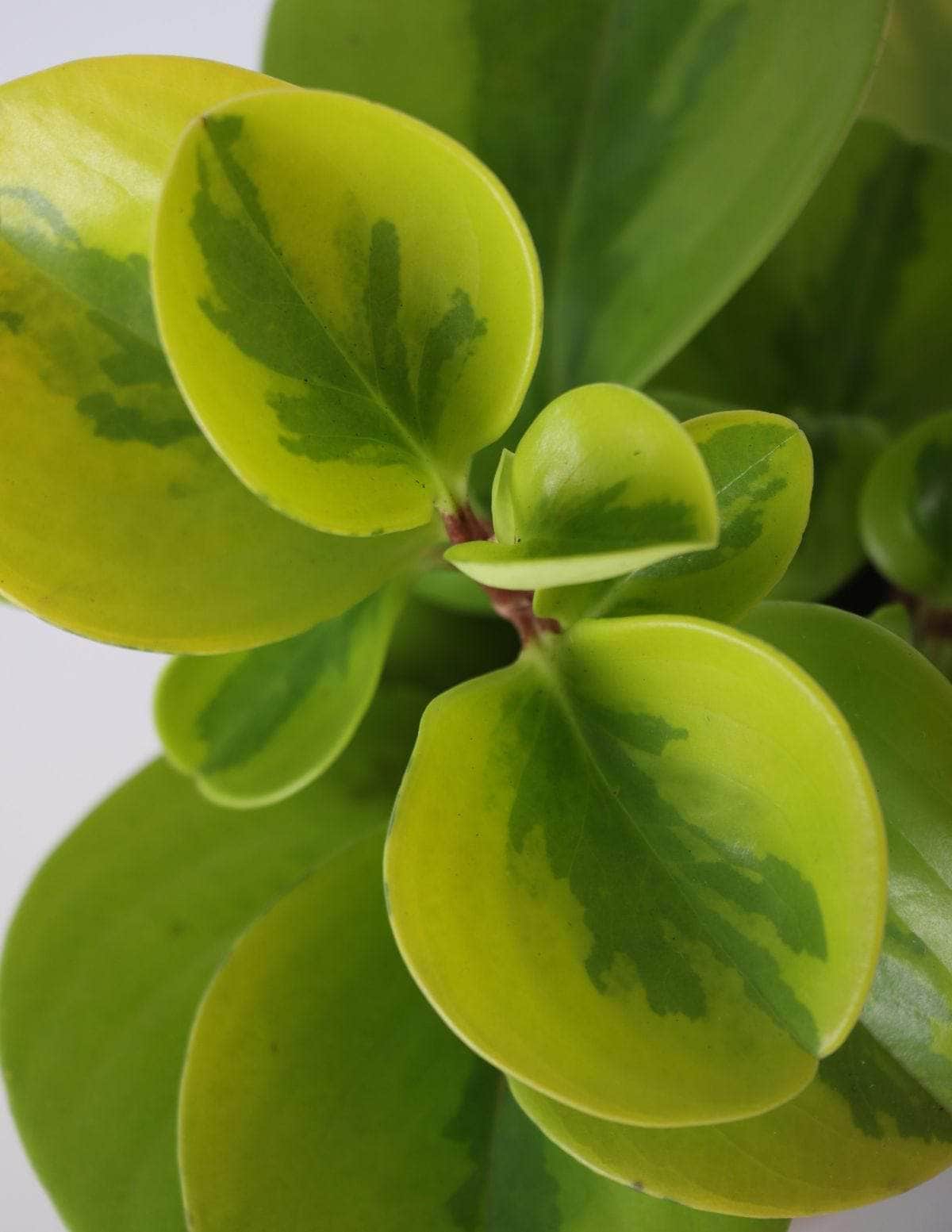 Peperômia USA Peperômia brasileirinha