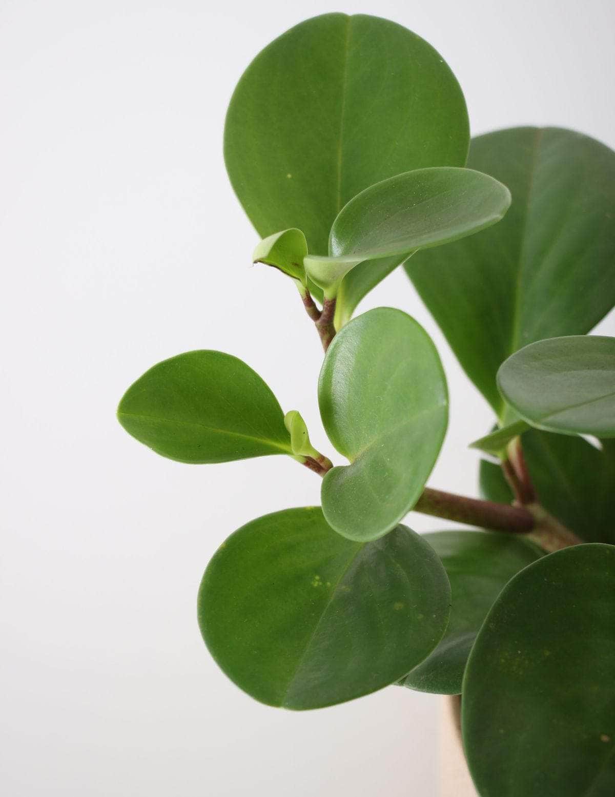 Peperômia USA Peperômia brasileirinha