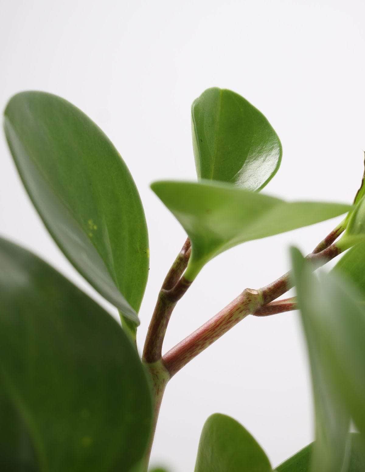 Peperômia USA Peperômia brasileirinha