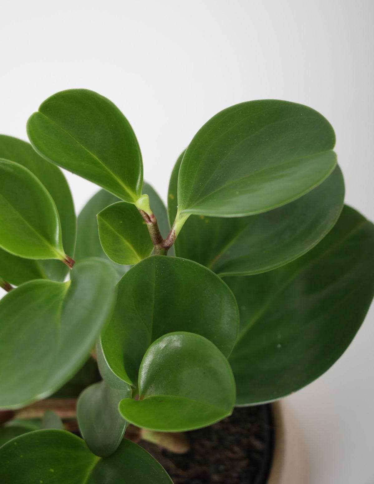 Peperômia USA Peperômia brasileirinha