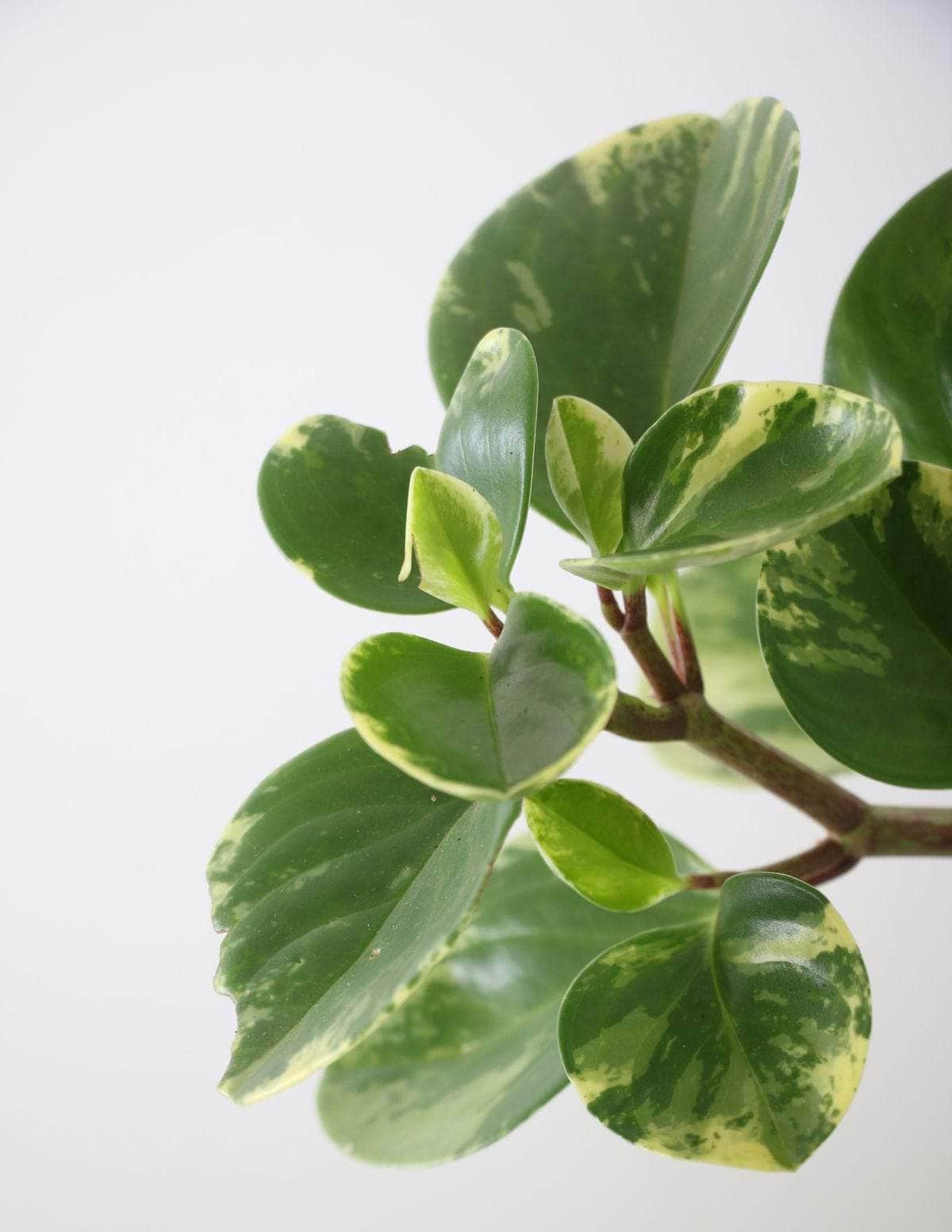 Peperômia USA Peperômia brasileirinha