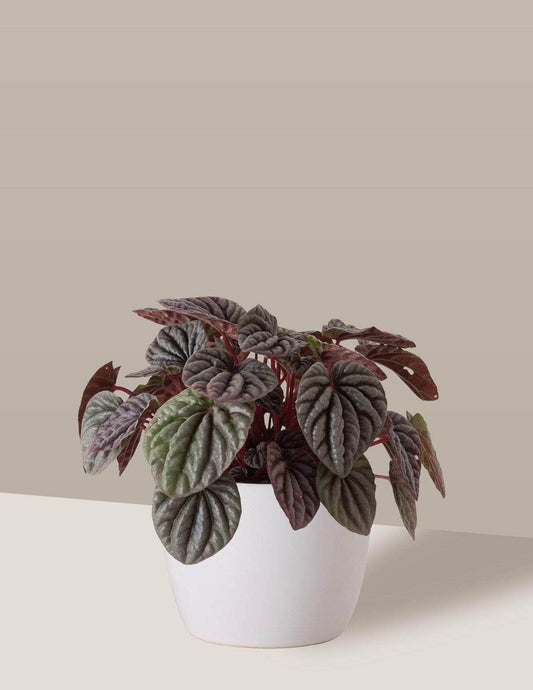 Peperômia Caperata Peperômia Freia Cachepô / Pequeno / Branco Vaso Cachepot Pote Ceramica / p8 p9 p10 p11 p12 / Planta Viva Nordic Green
