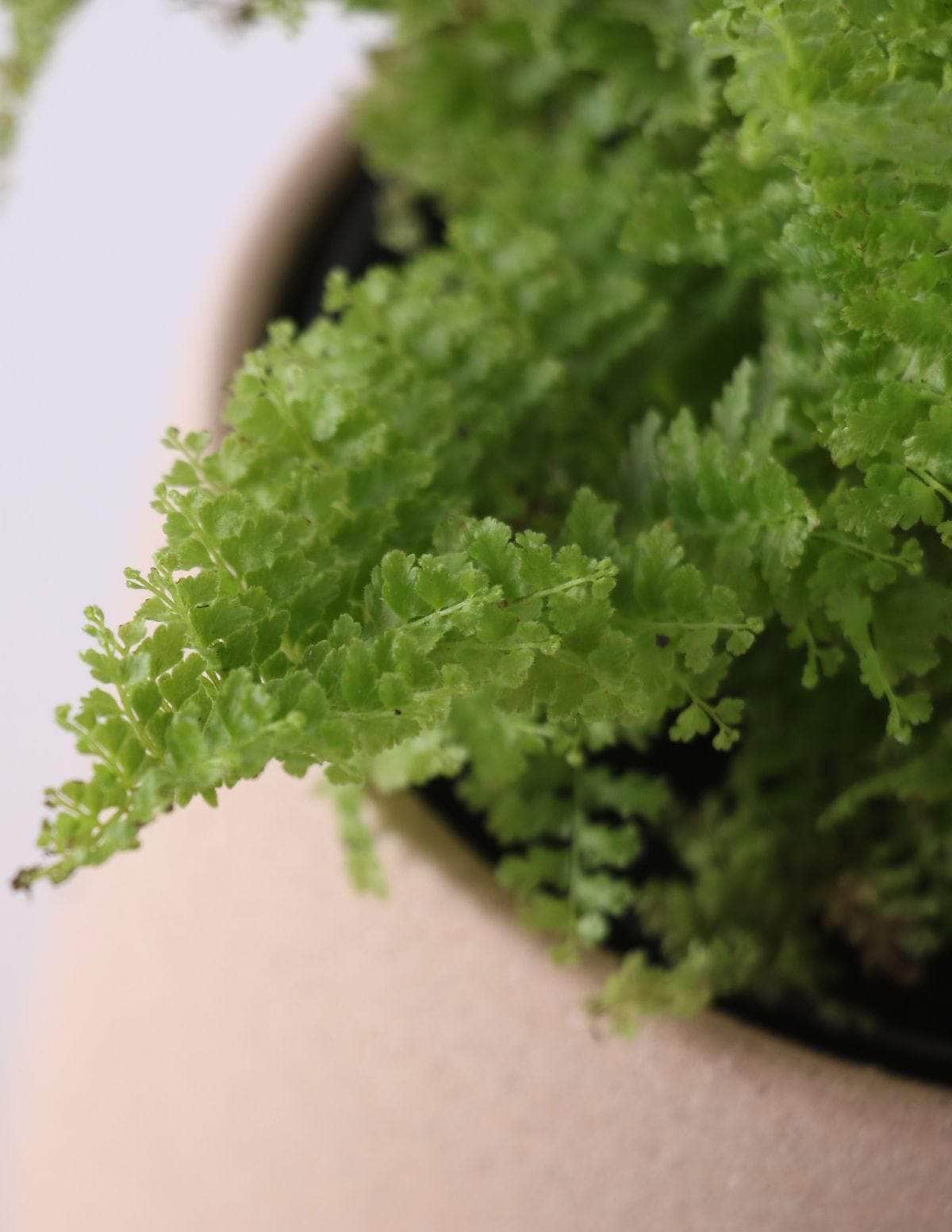 Samambaia Havaiana Mini-samambaia havaiana