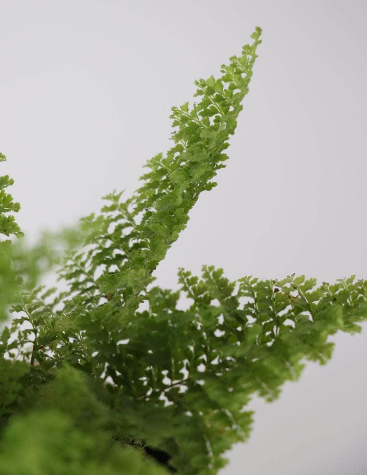 Samambaia Havaiana Mini-samambaia havaiana