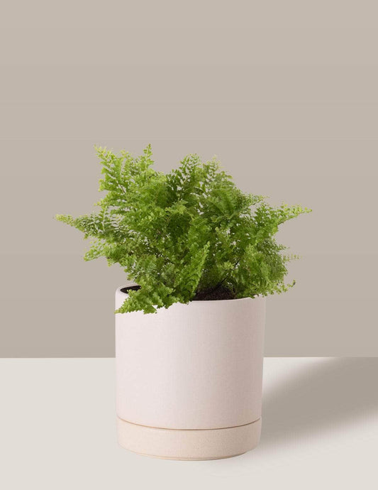 Samambaia Havaiana Mini-samambaia havaiana Thor Vaso / Pequeno / Creme Vaso Cachepot Pote Ceramica / p8 p9 p10 p11 p12 / Planta Viva Nordic Green