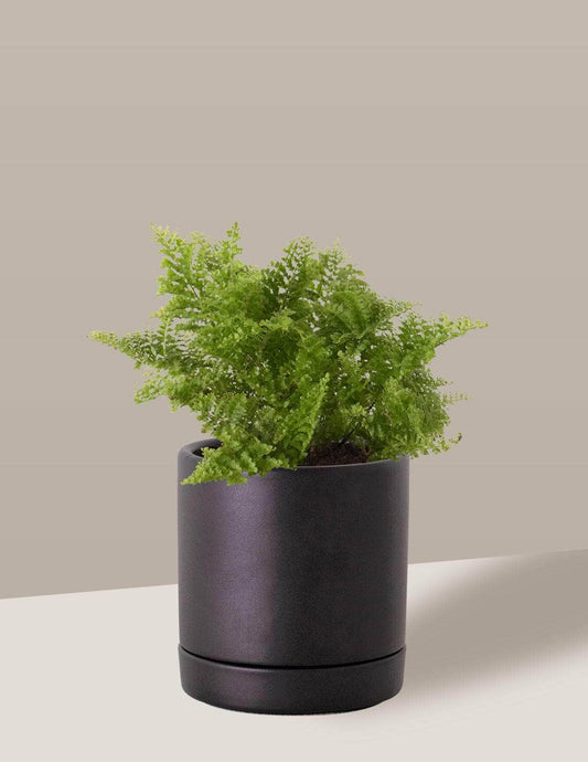 Samambaia Havaiana Mini-samambaia havaiana Thor Vaso / Pequeno / Preto Vaso Cachepot Pote Ceramica / p8 p9 p10 p11 p12 / Planta Viva Nordic Green