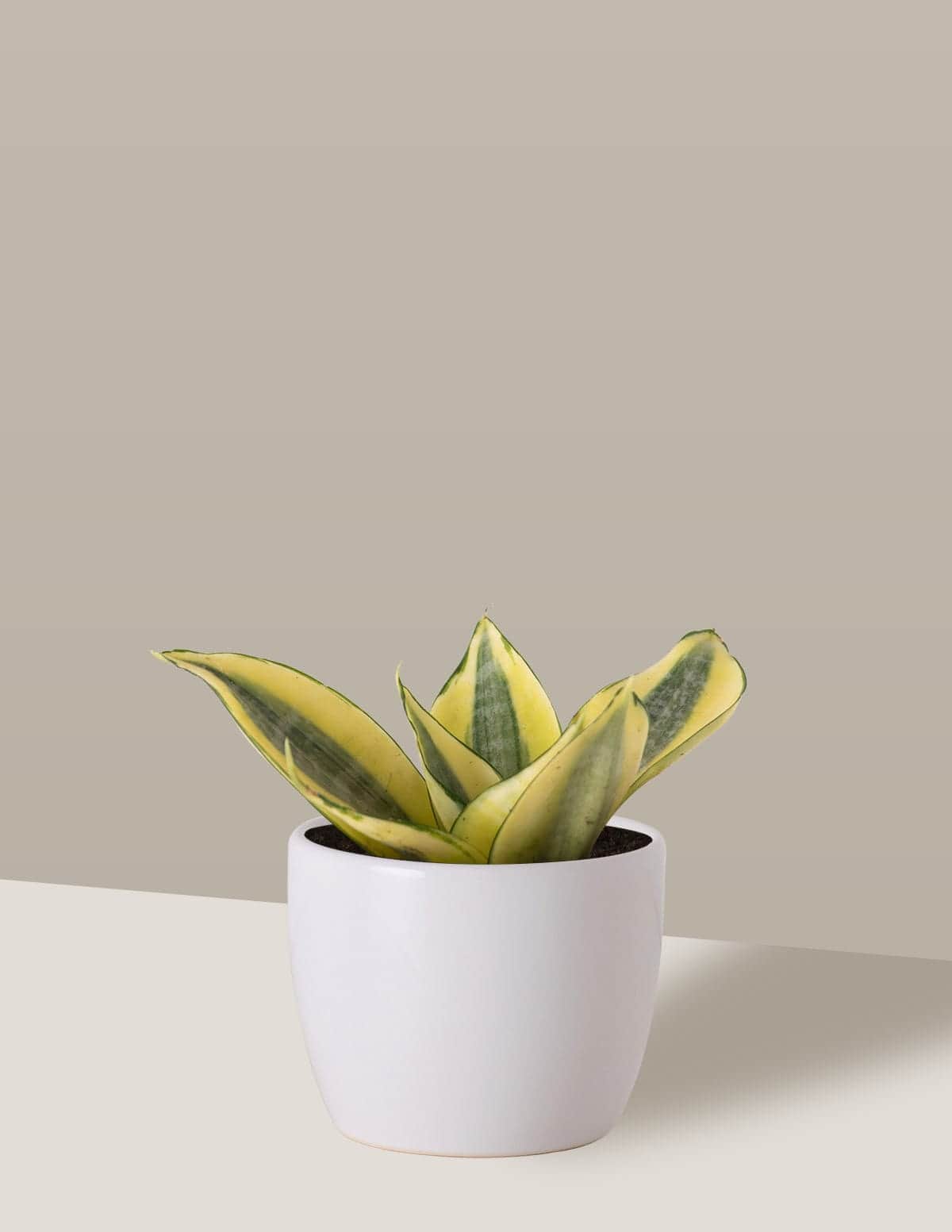 Sansevieria Golden para Mesa e Estante – Nordic Green
