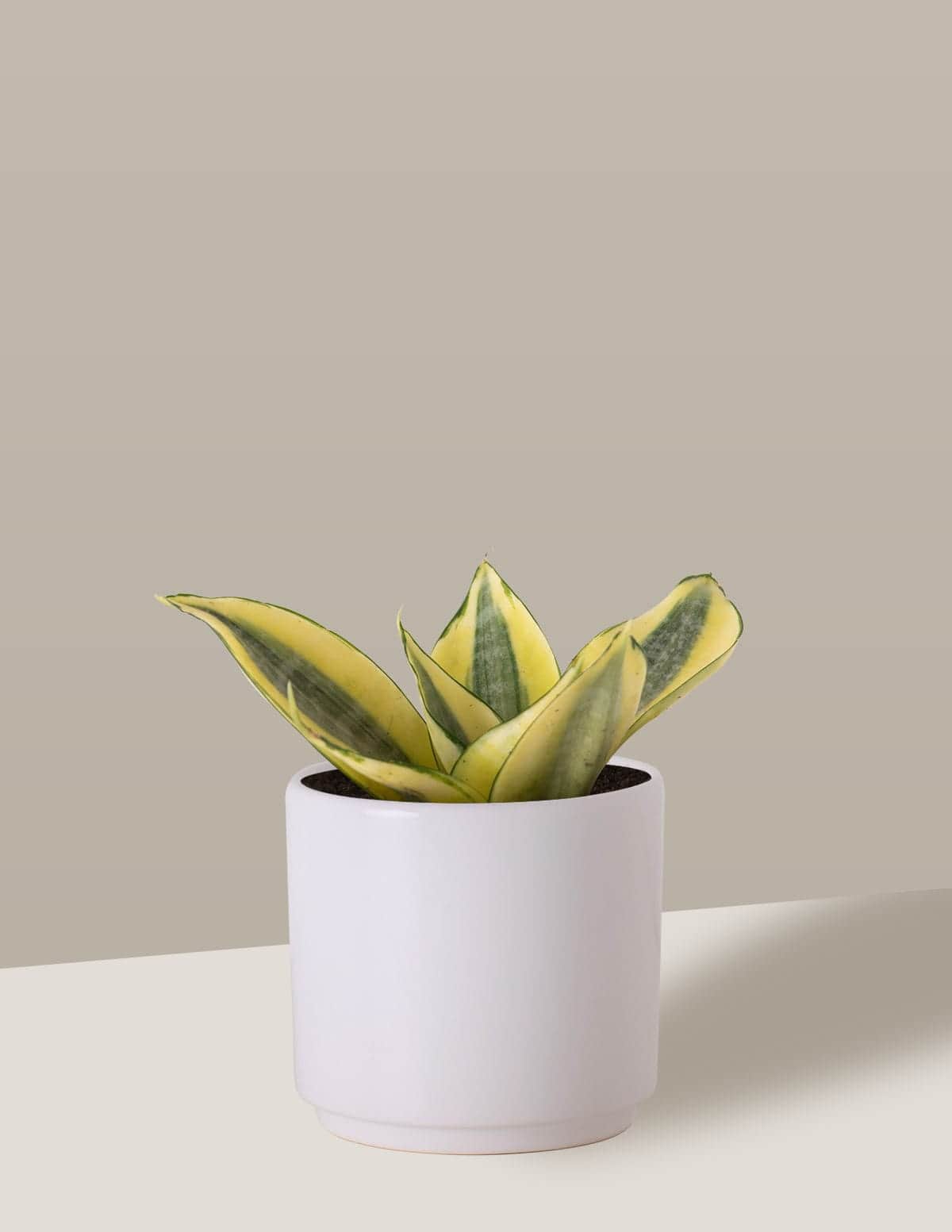 Sansevieria Golden Espadinha amarela Odin Cachepô / Pequeno / Branco Vaso Cachepot Pote Ceramica / p8 p9 p10 p11 p12 p13 / Planta Viva Nordic Green