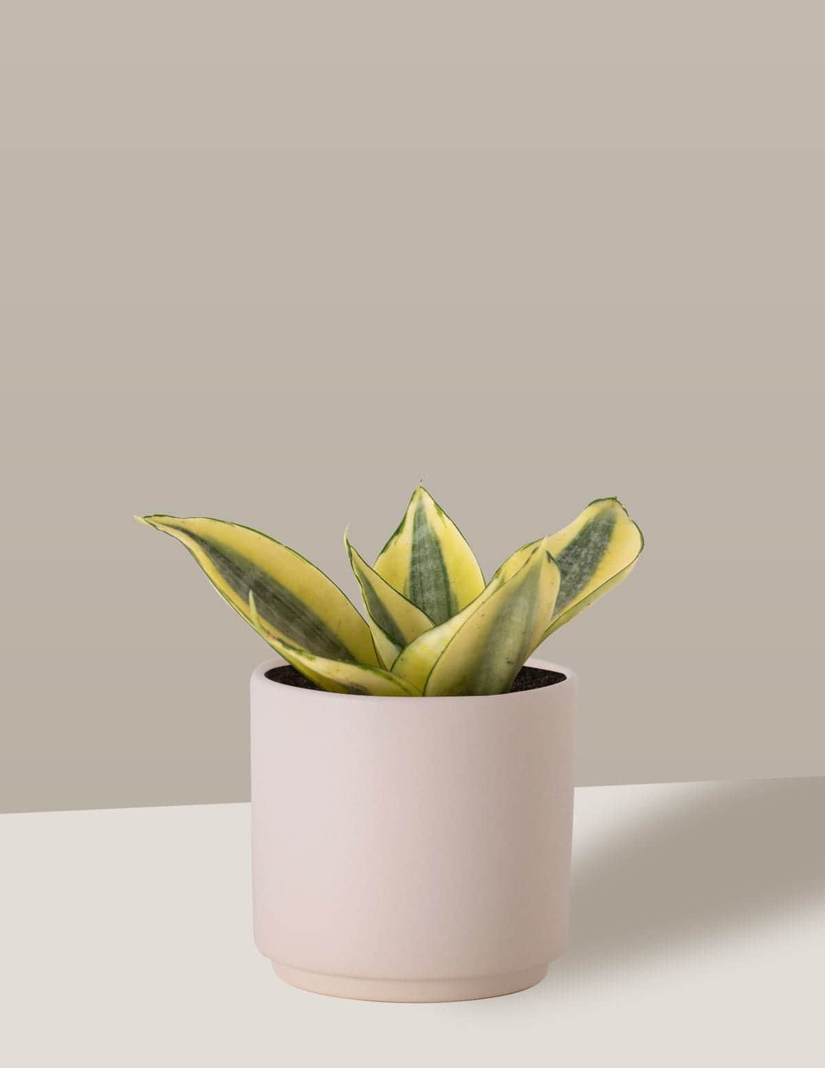 Sansevieria Golden Com Vaso - Trifasciata Hahni - Espada de São