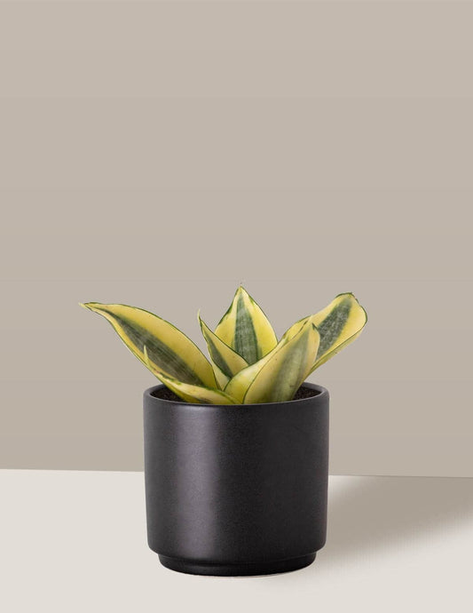 Sansevieria Golden Espadinha amarela Odin Cachepô / Pequeno / Preto Vaso Cachepot Pote Ceramica / p8 p9 p10 p11 p12 p13 / Planta Viva Nordic Green