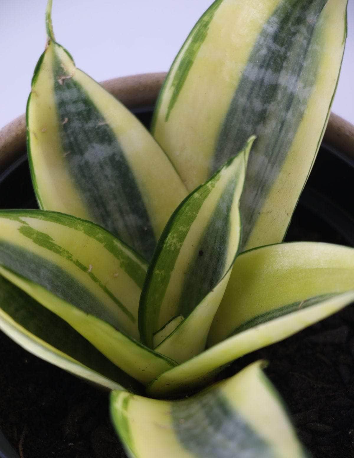 Sansevieria Golden Espadinha amarela