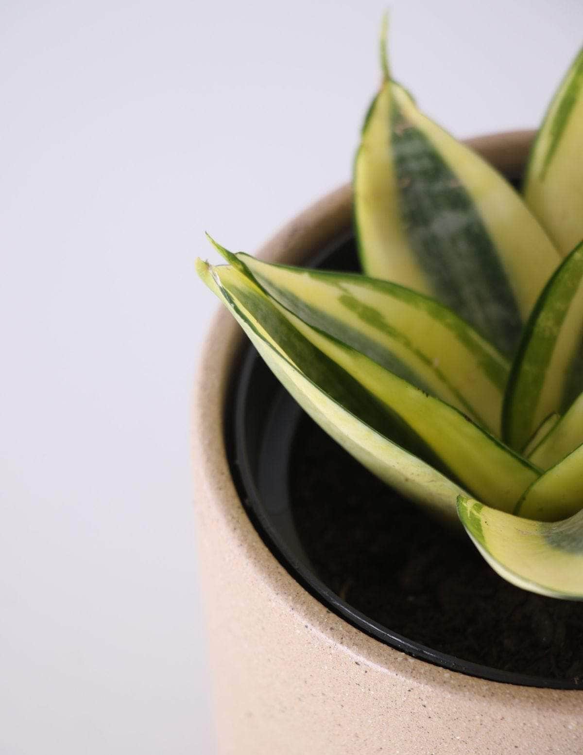 Sansevieria Golden Espadinha amarela