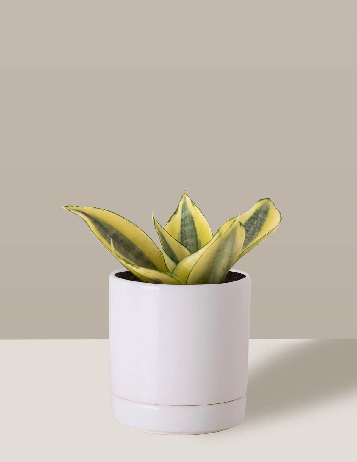 洋書 the splendid sansevieria Sansevieria-Golden-Thor-Vaso-