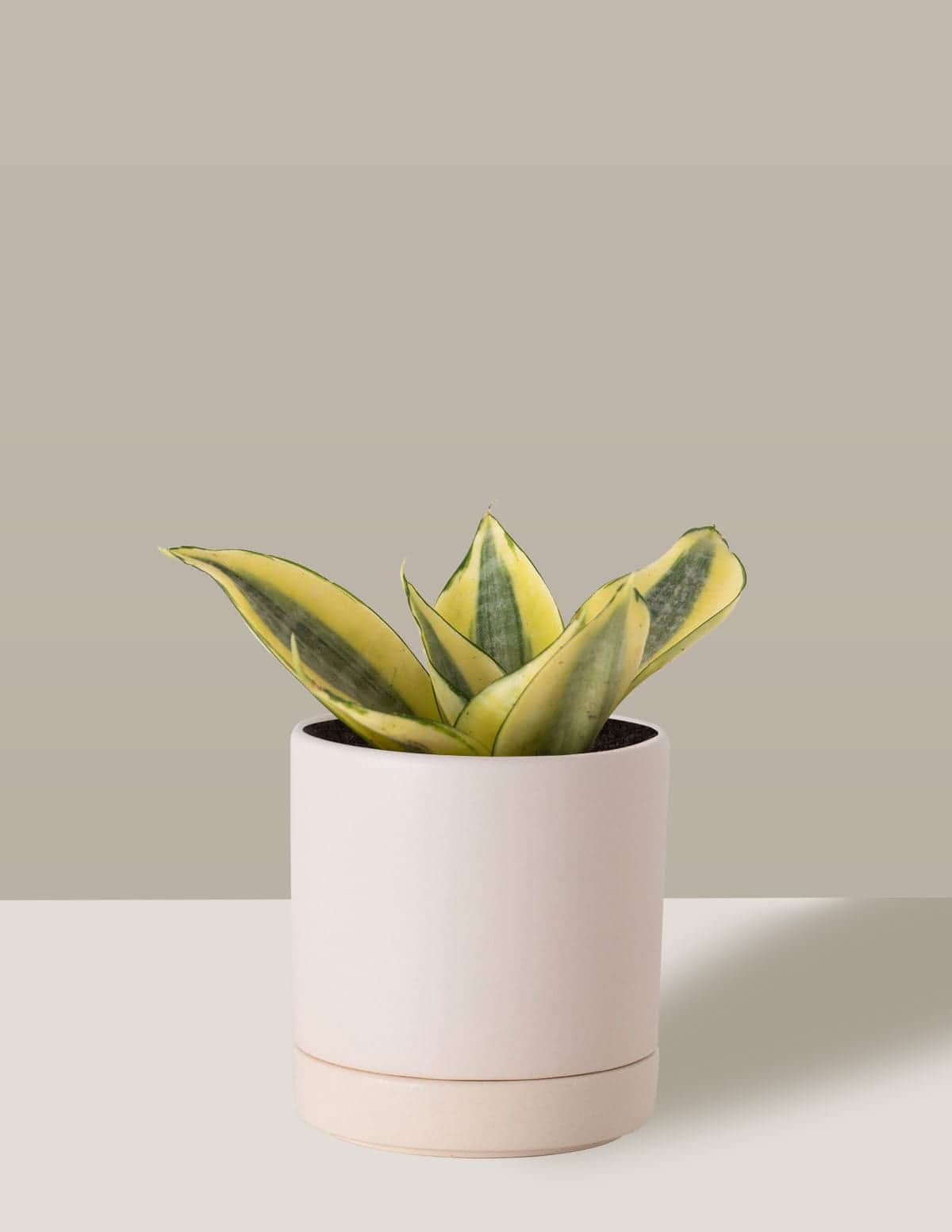 Sansevieria-Golden-Thor-Vaso-
