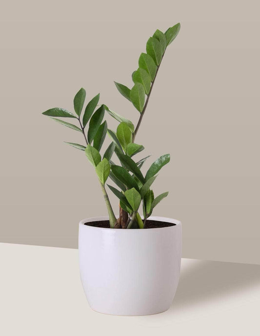 Zamioculca Zamioculcas Freia Cachepô / Médio / Branco Vaso Cachepot Pote Ceramica / p13 p14 p15 p16 p17 p18 p19 p20 / Planta Viva Nordic Green