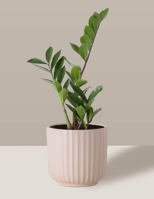 Zamioculca Zamioculcas Oslo Cachepô / Médio / Creme Vaso Cachepot Pote Ceramica / p13 p14 p15 p16 p17 p18 p19 p20 / Planta Viva Nordic Green