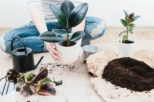 Adubação de plantas: Um guia básico. Nordic Green