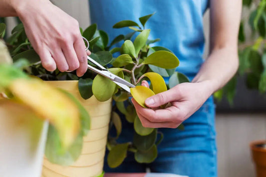 Por que minhas plantas estão ficando amarelas?