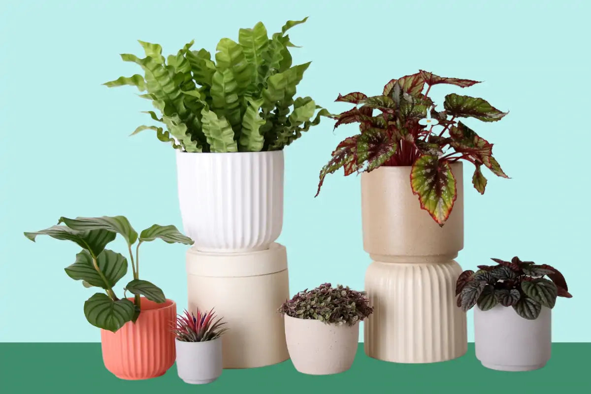 Tudo o que você precisa saber sobre o plantio em vasos