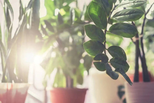 Posts do blog Entenda como a luz afeta suas plantas | Nordic Green