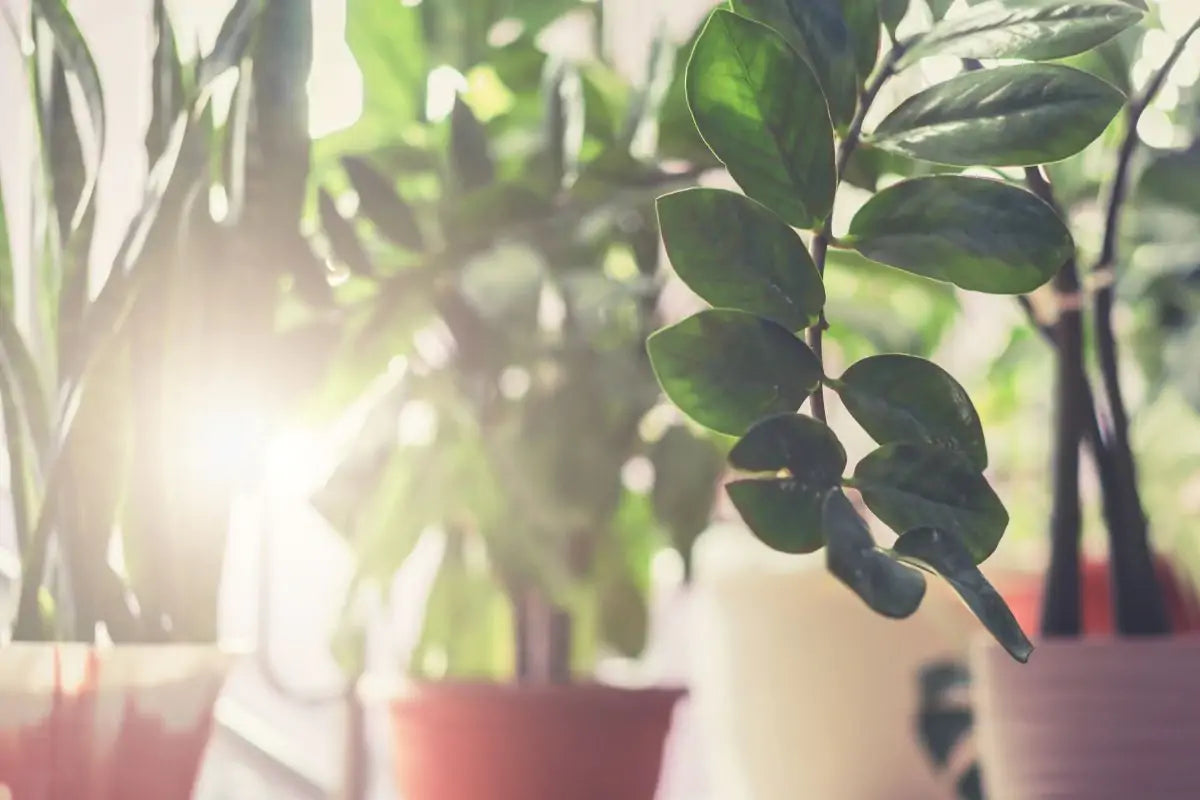 Entenda como a luz afeta suas plantas