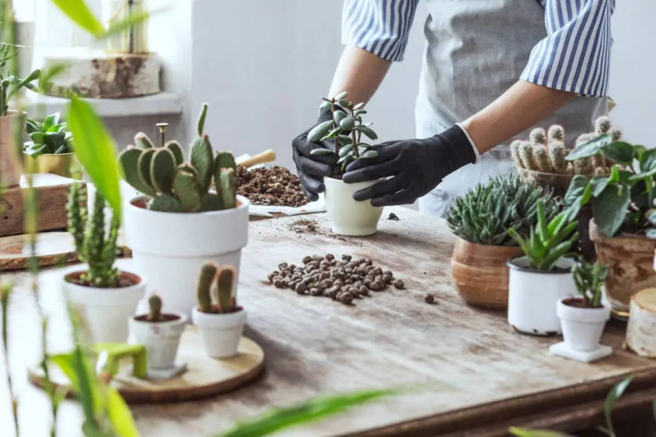 O Guia do Iniciante em Plantas de Casa