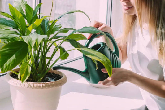 Quando devo regar as minhas plantas?