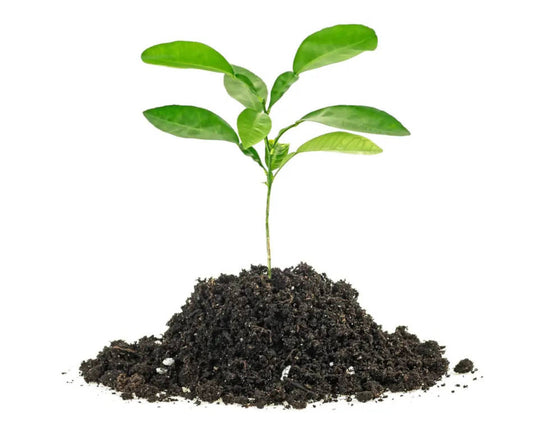 Saiba tudo sobre as cochonilhas e como mantê-las longe de suas plantas. Nordic Green