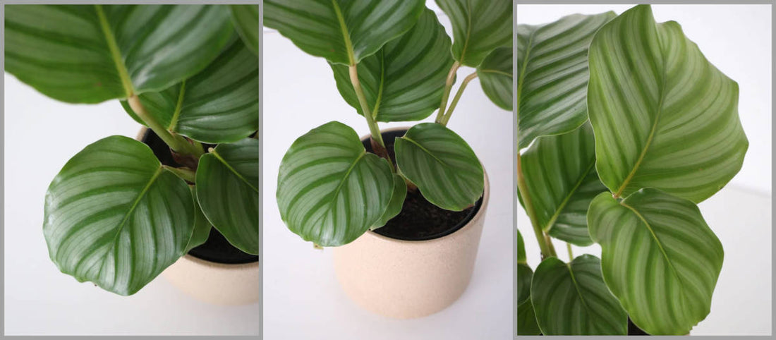 Calathea Orbifolia - Como cuidar