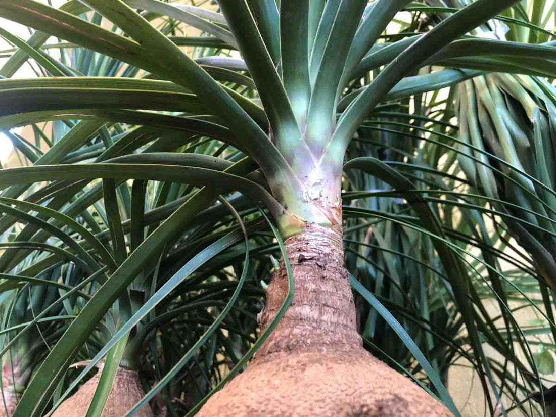 Guia Para Cuidar Da Planta Pata De Elefante Beaucarnea Recurvata Guia Para Cuidar Da Planta Pata De Elefante Beaucarnea Recurvata