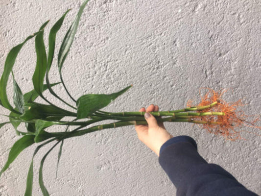Propagando Bambu da Sorte na Água: Passos Simples para Criar Mudas Saudáveis