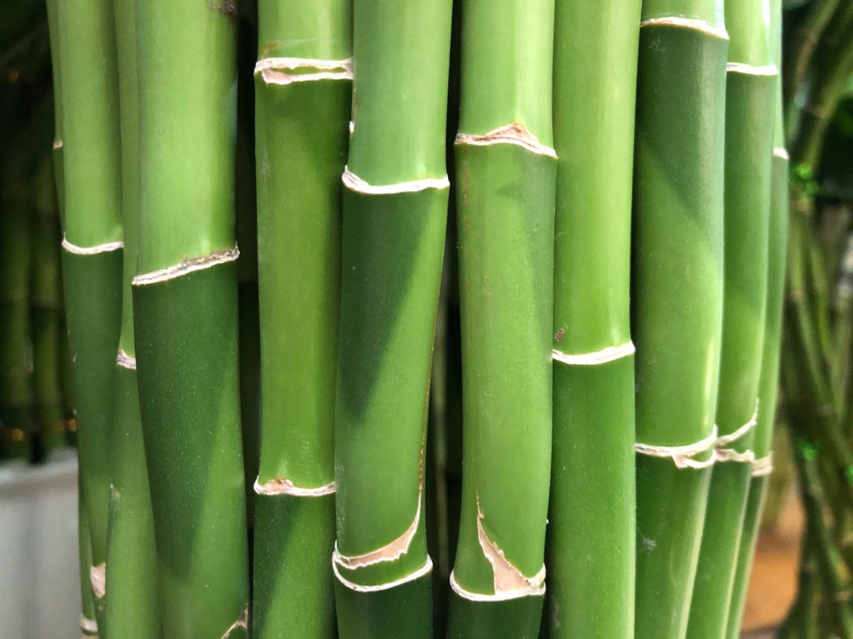 Bambu da Sorte e Feng Shui: Aumente o Sorte e Energia Positiva