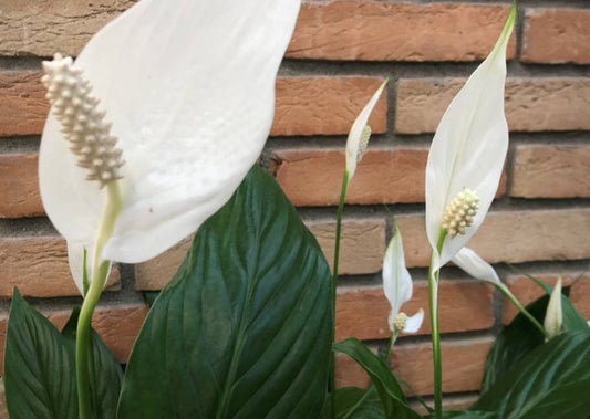 Como fazer o Lírio da Paz florir?
