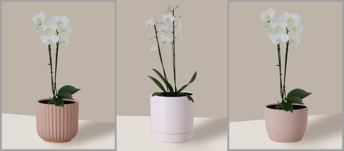 Orquídea Phalaenopsis no nossos lindos vasos