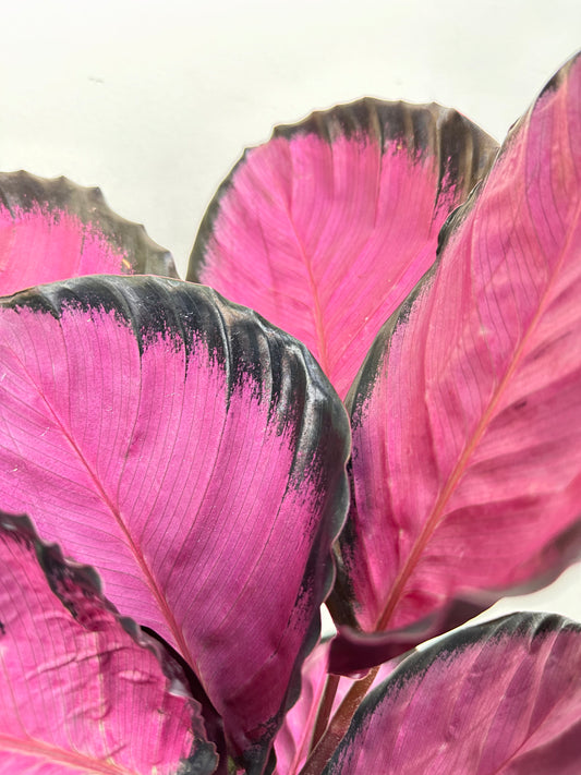 Calathea Roseopicta