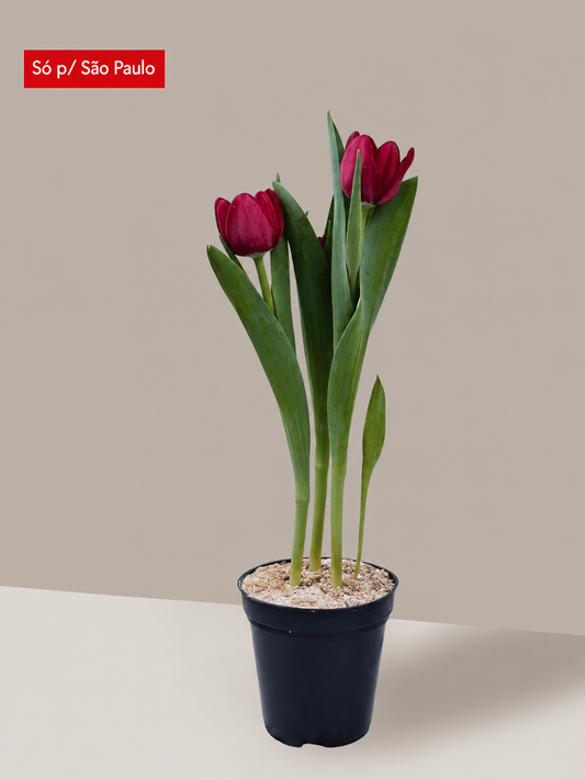 Tulipa