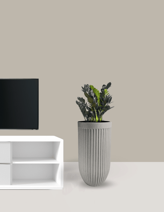 Zamioculca Black Grande