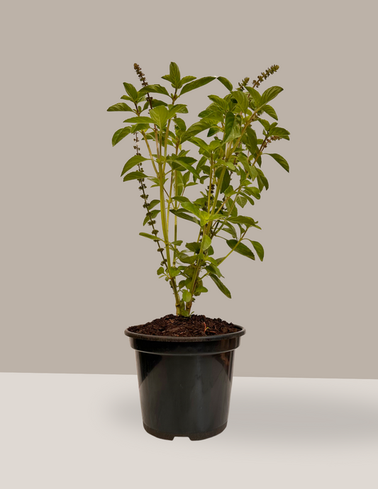 Manjericão Verde