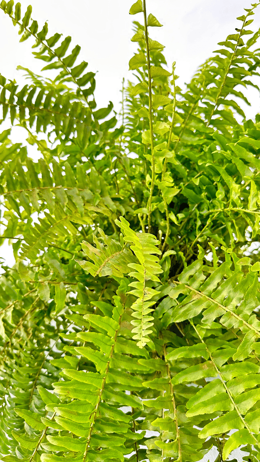 Samambaia Americana