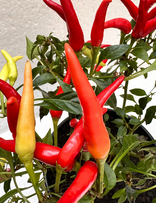 Pimenta Malagueta