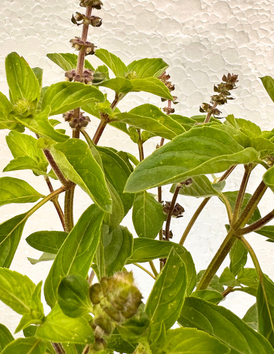 Manjericão Verde