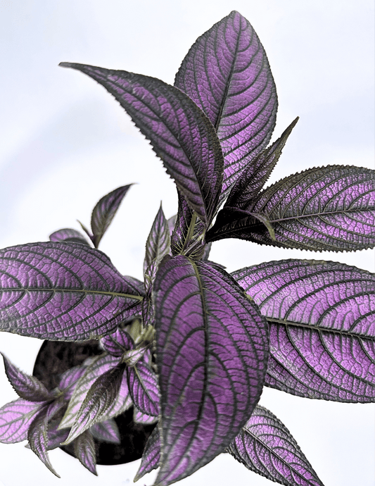 Escudo Persa - Strobilanthes dyeriana