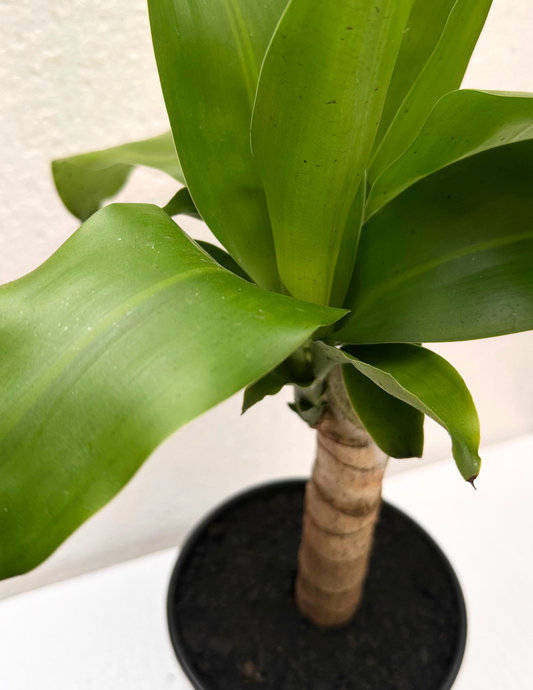 Dracena Pau d'água