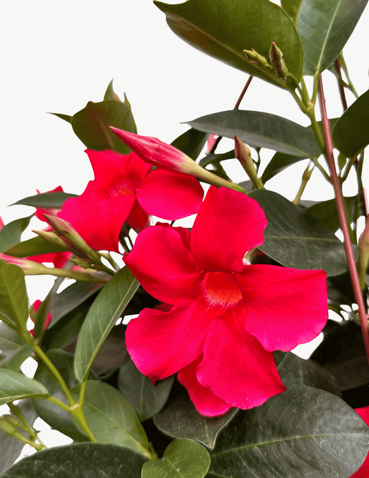 Dipladenia