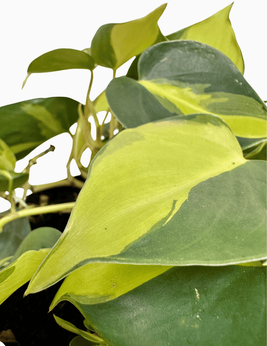 Filodendro Brasil - Philodendron hederaceum