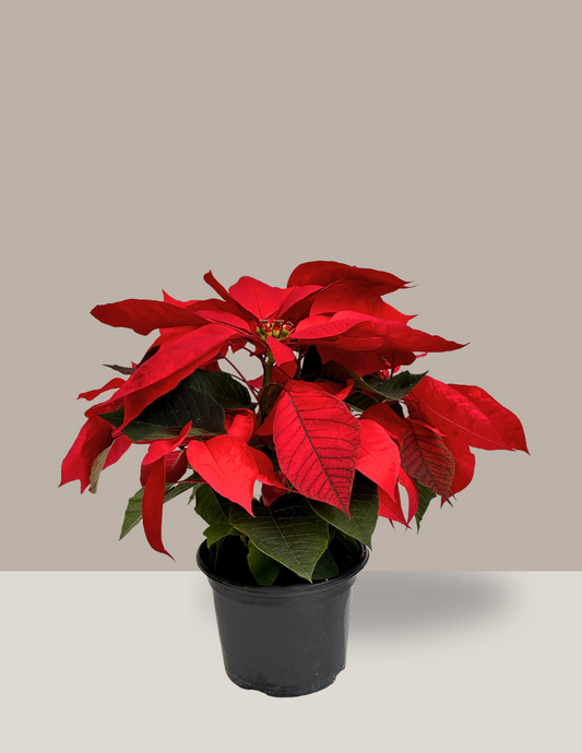 Bico de Papagaio - Planta do Natal