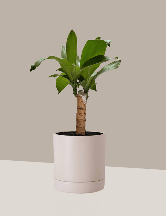 Dracena Pau d'água